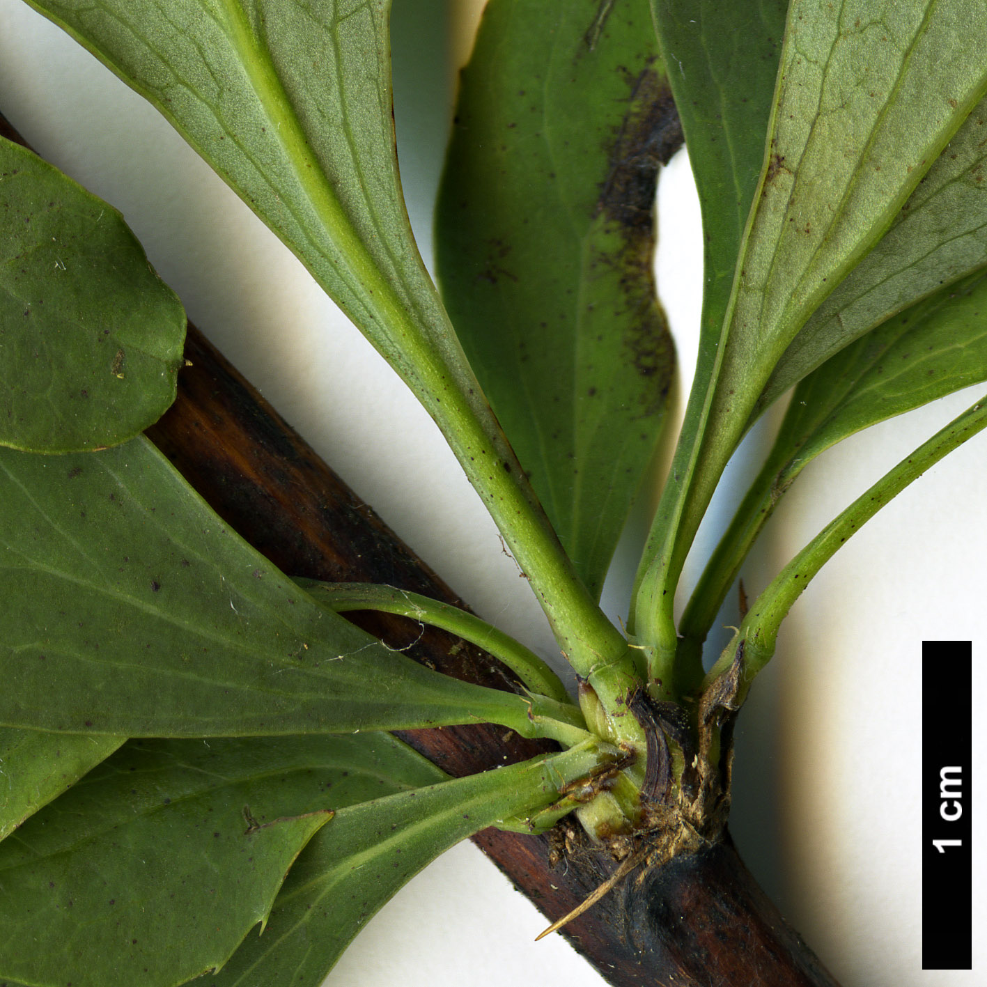 High resolution image: Family: Berberidaceae - Genus: Berberis - Taxon: maderensis